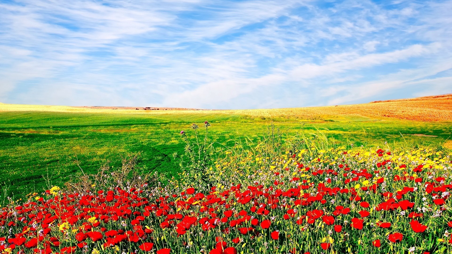 Banner background field of red flowers