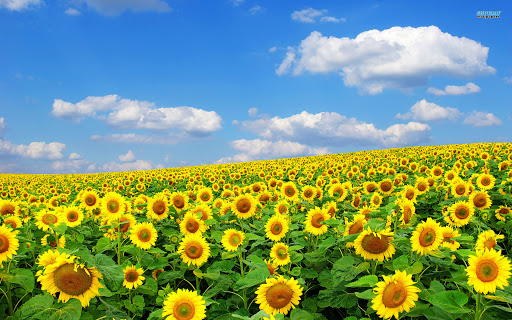 Background image of sunflowers