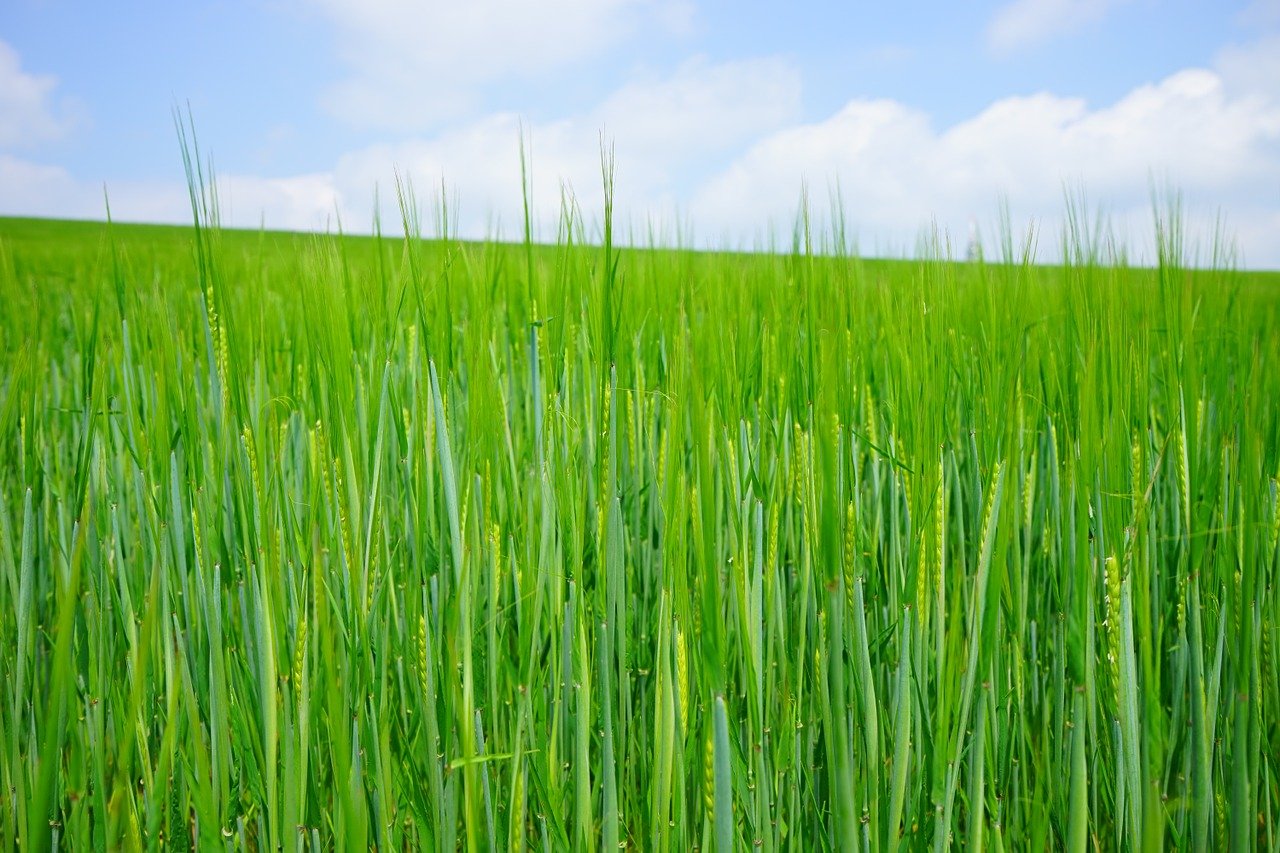 Wheat Field Background